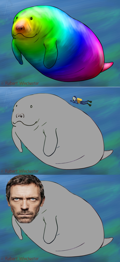 Picture 1 is a drawing of a manatee in a rainbow-colored hue Picture 2 is a drawing of the same manatee, except the rainbow hue is gone and it is regular (grey) manatee color. A small diver swims above its back, implying it is huge. Picture 3 is the same grey manatee, but with the face of actor Hugh Laurie superimposed over the manatee face. Signature on all reads “Robert Winchester”, who did indeed make the first one.