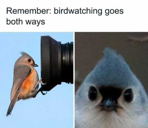 Text above: Remember: birdwatching goes both ways. Two photos are shown below, one a side view of a tufted titmouse (small gray and white songbird with rusty red sides) perched on the edge of a high end camera lens. The other is a view of the tufted titmouse head on, from the perspective of the camera, with the titmouse’s face filling the image somewhat menacingly as it stares directly into it