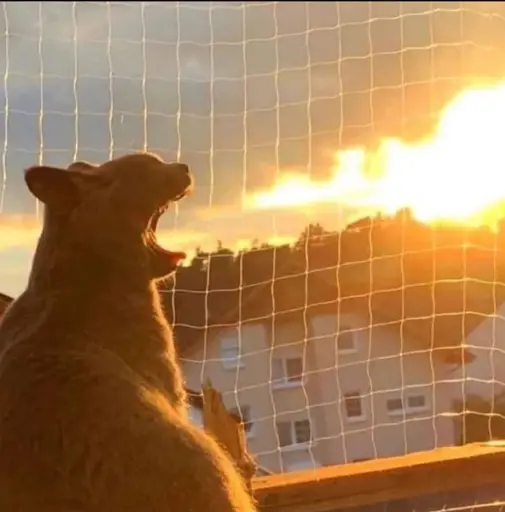A yawning cat in front of a brilliant sunset-reddened cloud. The framing make the cat look like it's bigger than a house and breathing fire..