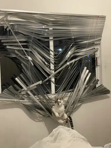A cat sitting in a window blind. The blinds are destroyed after being pulled into a hammock shape by the cat.