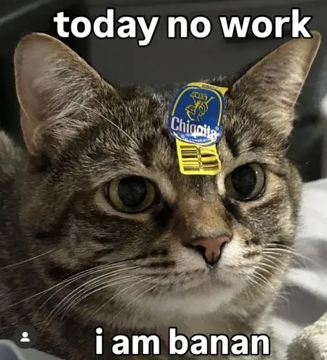 Picture of a cat with a sticker from a banana captioned: "today no work" "i am banan"