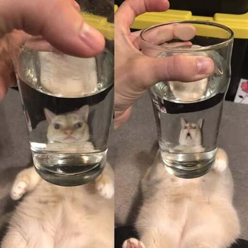  two photos of a cat. In both photos, the cat is laying on their back and being viewed through a full glass of water, such that the water distorts the cat’s face. In the first photo, the cat looks somewhat grumpy, and the cat’s head appears a bit squashed. In the second photo, the cat’s head appears to be shrunken and the cat looks distressed
