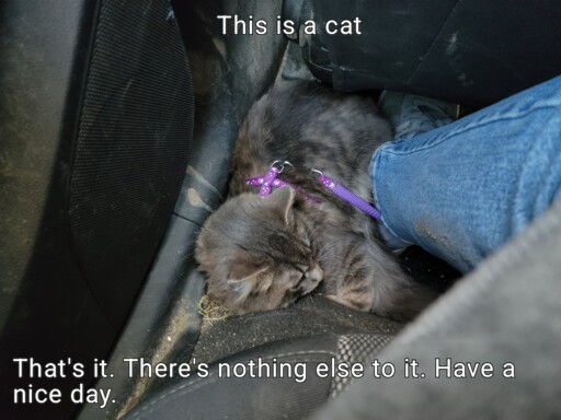 This is a cat. That's it. There's nothing else to it. Have a nice day.