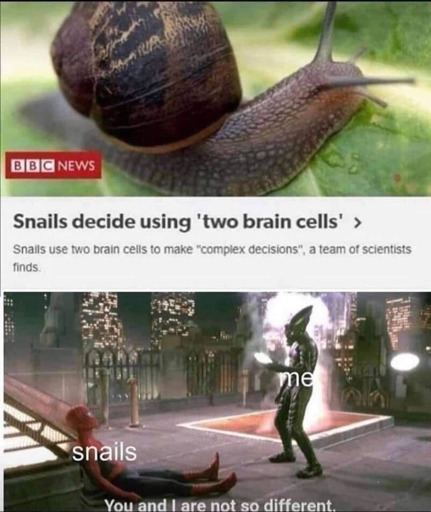 bbc news: snails decide using 'two brain cells' Snails use two brain cells to make "complex decisions", a team of scientists find. <image of green goblin pointing at spiderman, goblin is labelled me and spiderman labeled as snails> You and I are not so different.