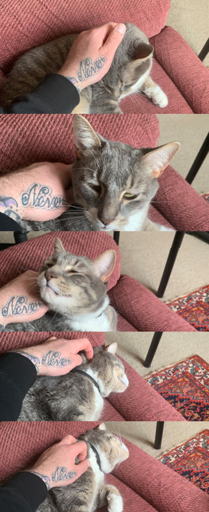 The various stages of a cat enjoying scratches - head down, head up, head to the side, head to the side, rolled over