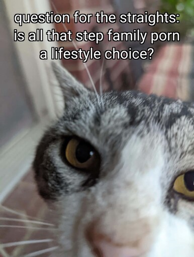A close up of cat's face. A text at the top reads: "question for the straights: is all that step family porn a lifestyle choice?"