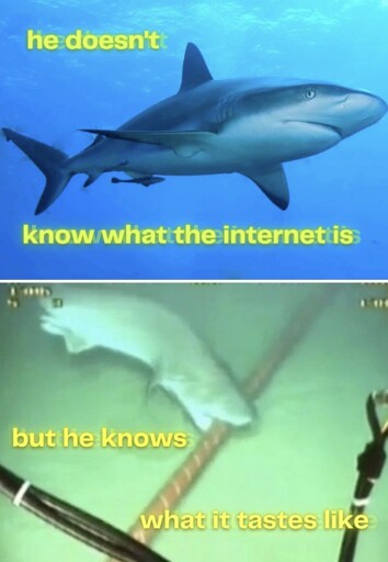 A picture of a shark, It has blurry yellow font saying "He doesn't know what the internet is". A second picture under it says "but he knows what it tastes like" with a picture of it biting an underseas cable