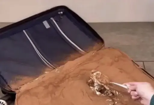 a picture of a suitcase full of tiramisu, from which a person is taking a spoonful