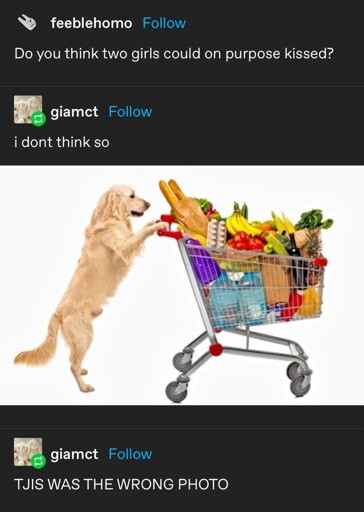 A screenshot of a Tumblr thread. "Do you think two girls could on purpose kissed?", OP asks. "I don't think so" with an attached image of a dog with a filled grocery cart. "TJIS WAS THE WRONG PHOTO", the next post by the same user adds.