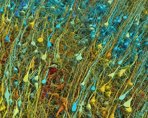 one of the most high definition scans of one cubic millimetre of brain tissue, where the gay is stored