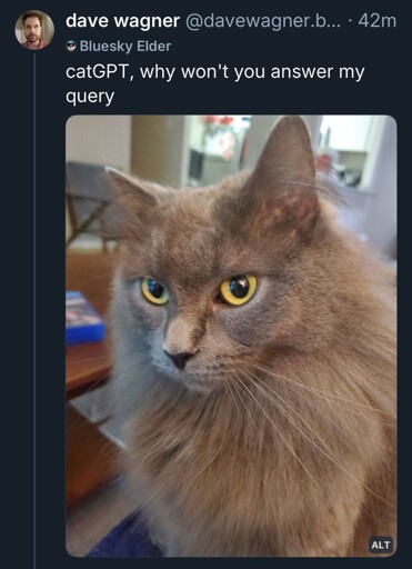 A post from @davewagner.bsky.social: “catGPT, why won't you answer my query” with a photo of a lovely long haired gray cat with yellow eyes gazing at the camera