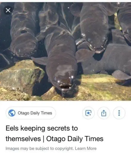picture of eels. Eels keeping secrets to themselves | Otago Daily Times
